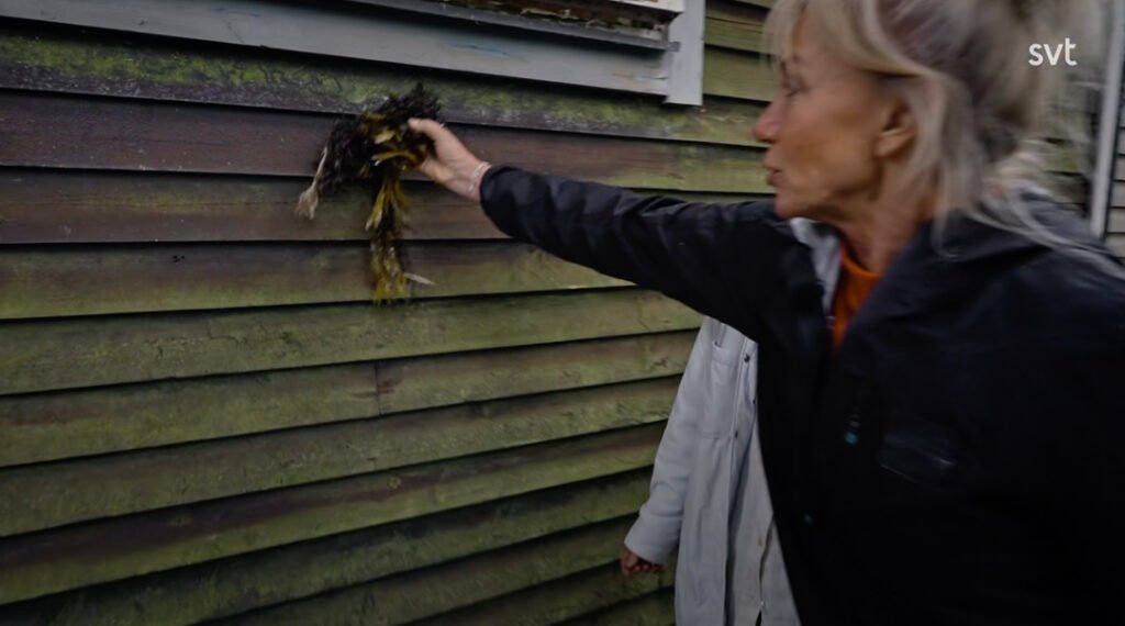 Stiligt - En person håller en död fågel mot en mossbevuxen träfasad på en byggnad.